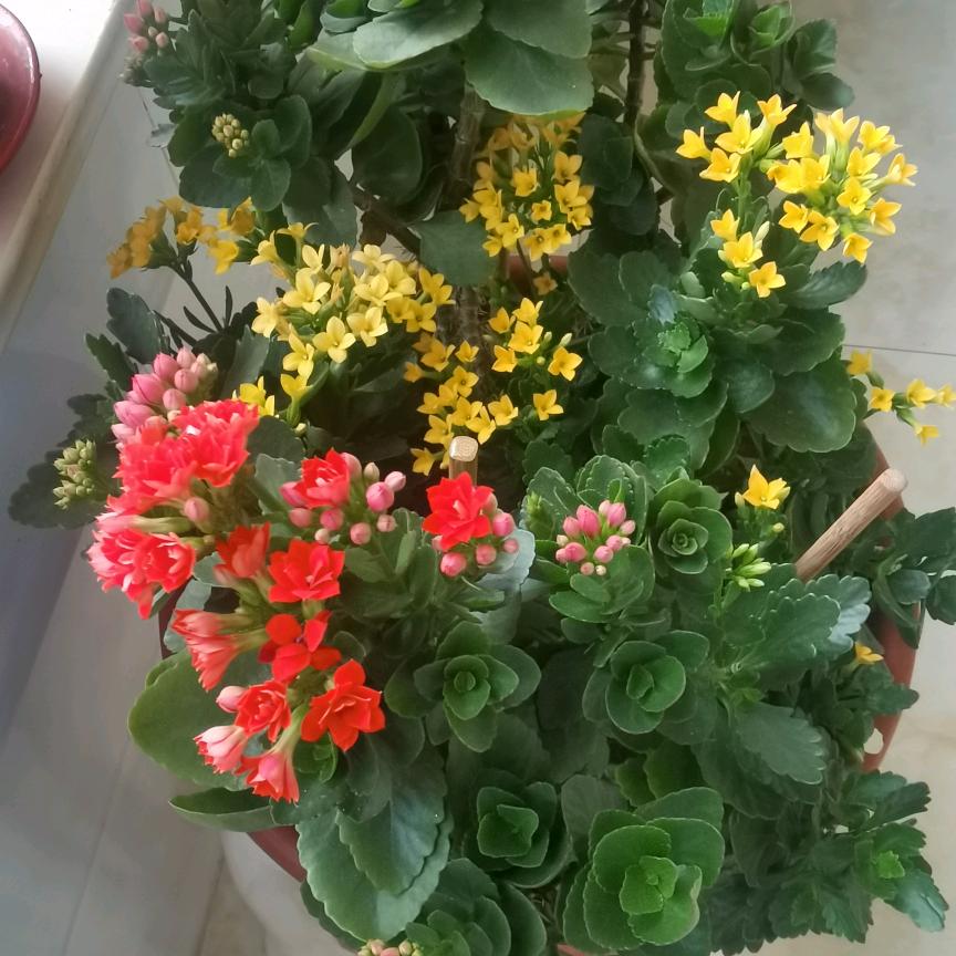 曙光（拒绝私聊）