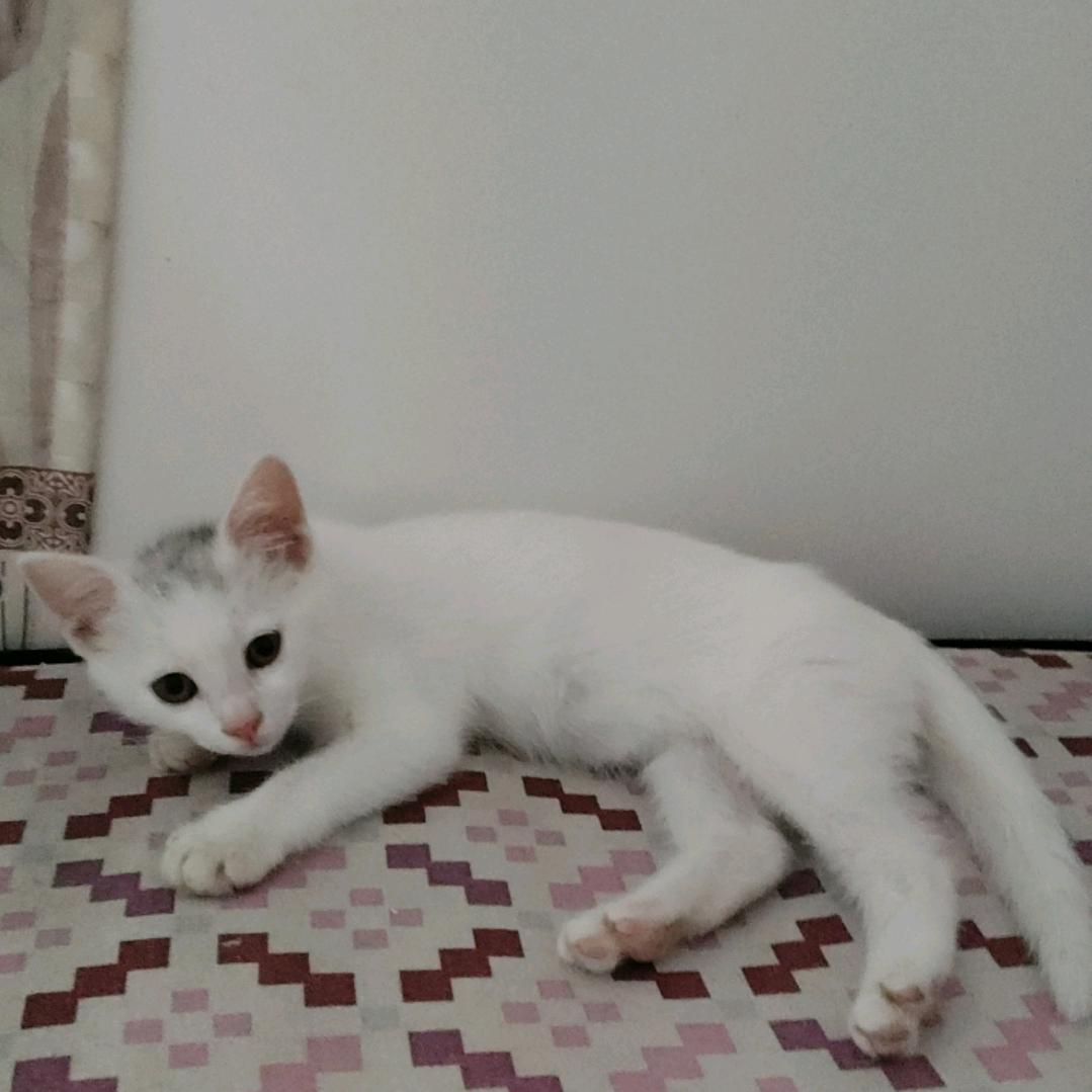 🐴，车，🐍，瑶