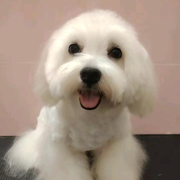 海南琼海慧子宠物（直播号））