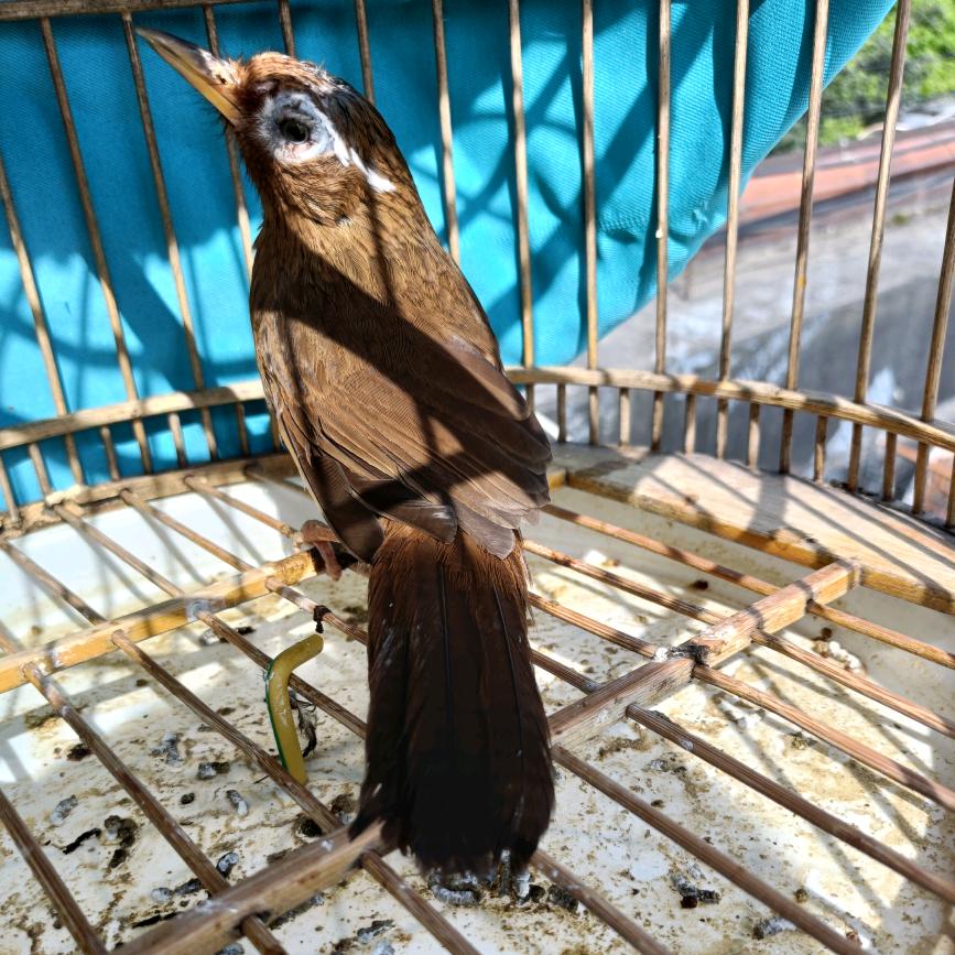 云  贵  川  画  眉 鸟 爱好者