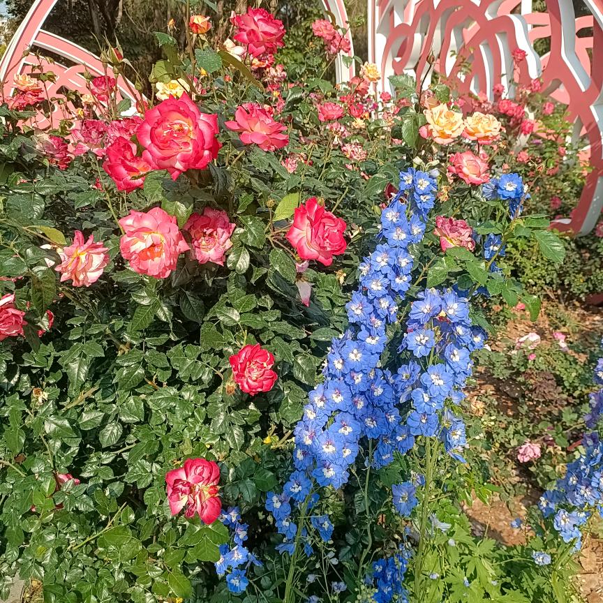 安 芬