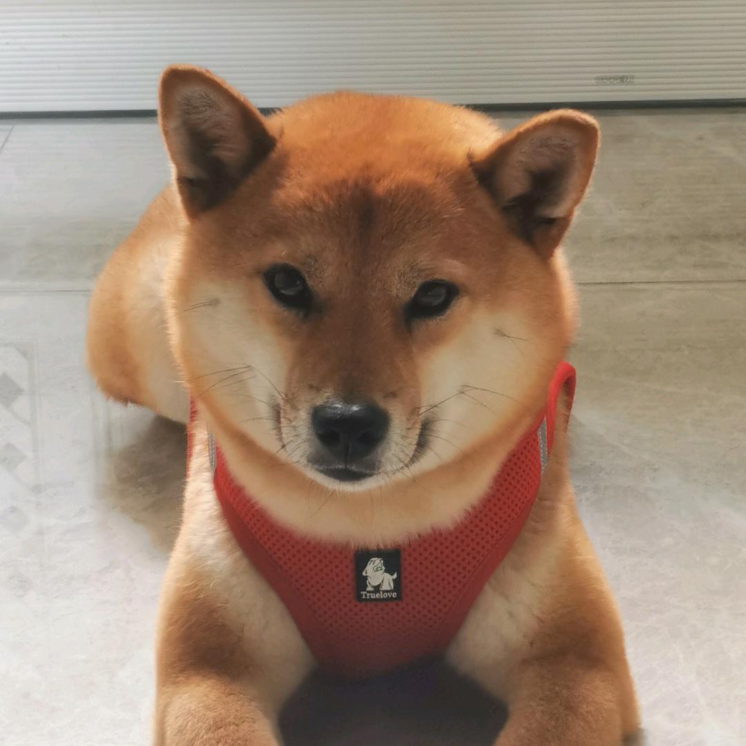 万物可爱