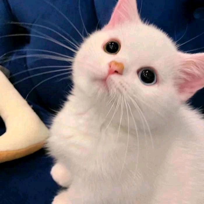 小小瑶