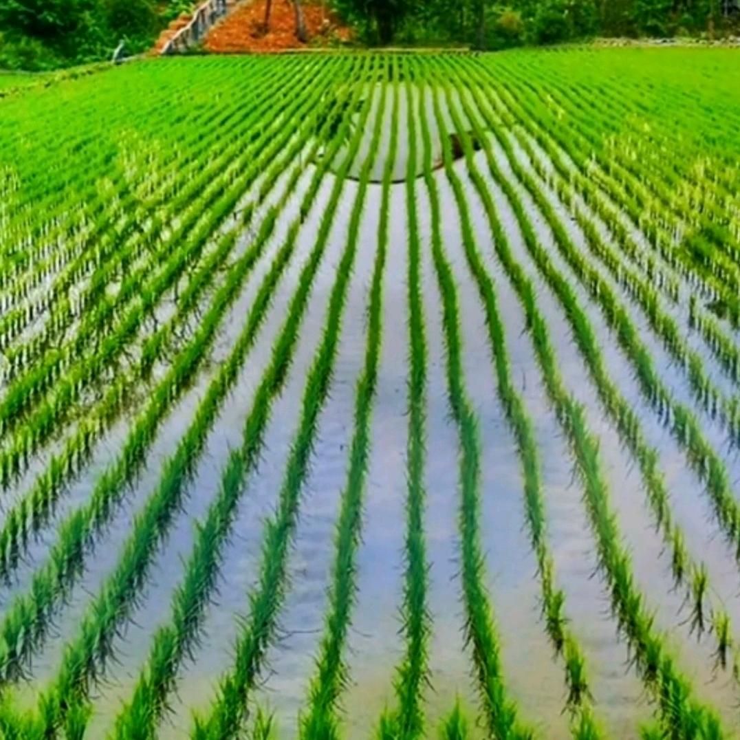 麦老师讲生物