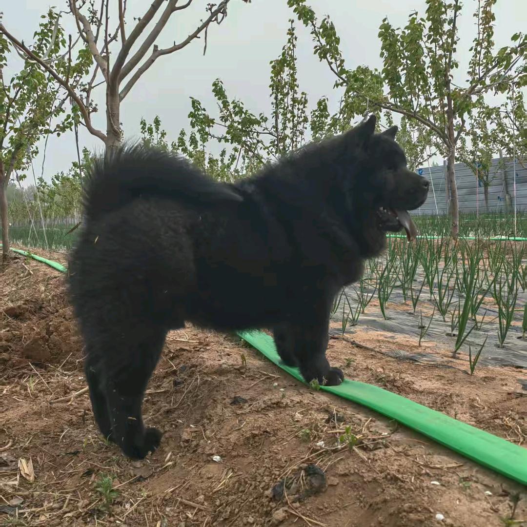 大咖犬舍（五红五黑）