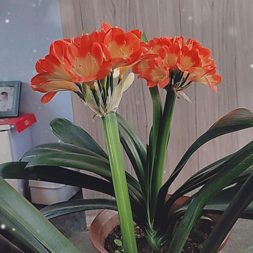 🎈