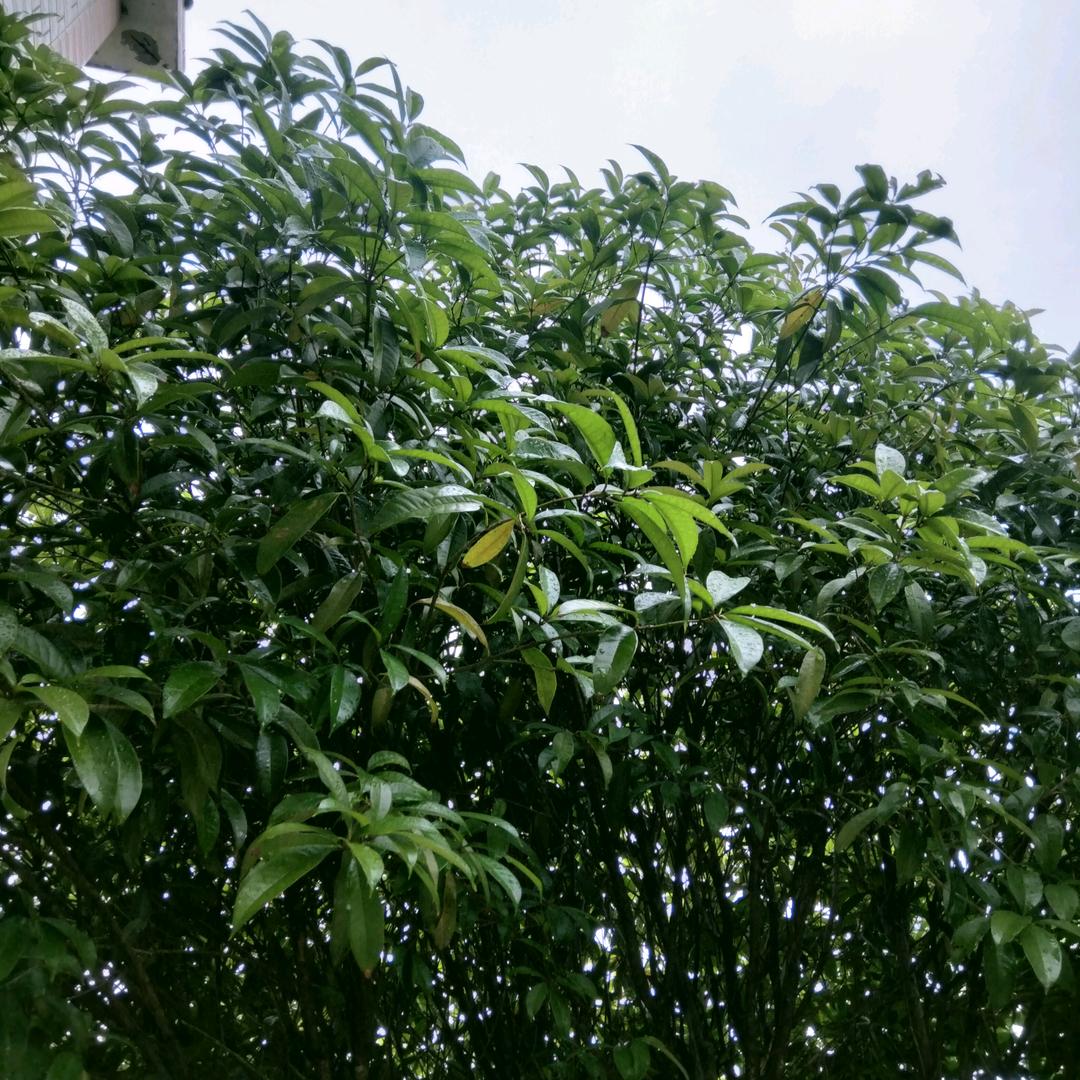 前程似锦