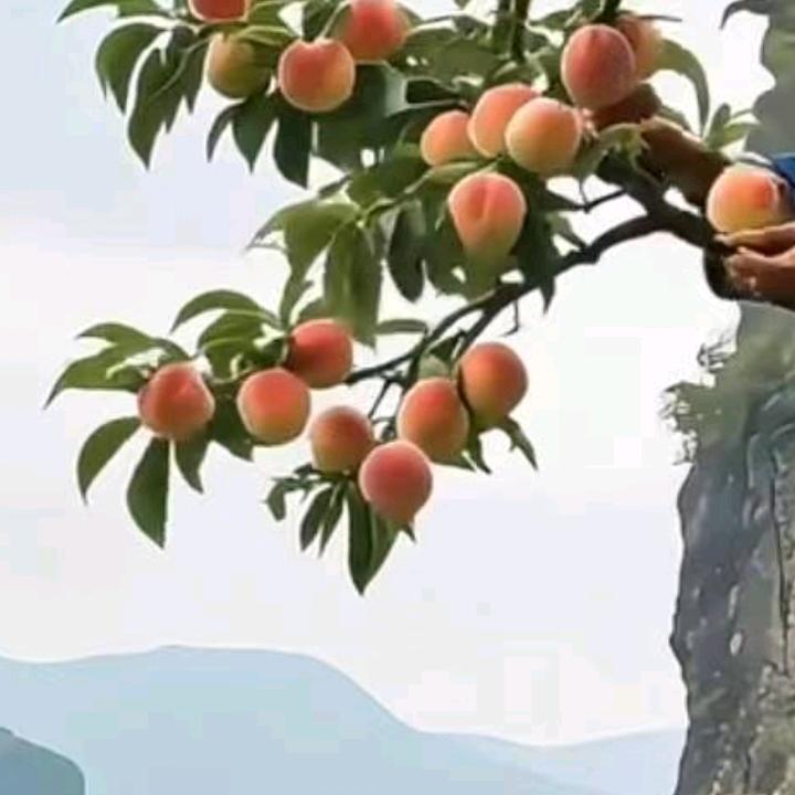 单身哥是处飘柏，寻找有缘人（陶）