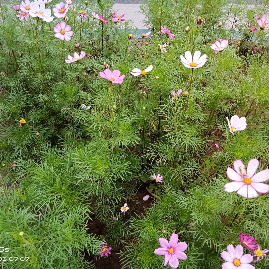 橘子果酱