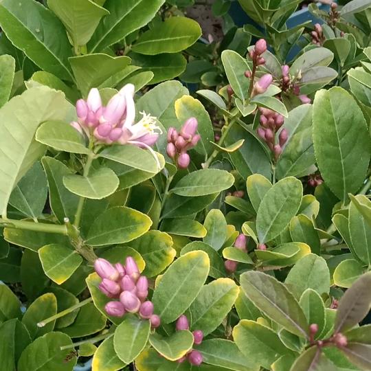 花间诗意