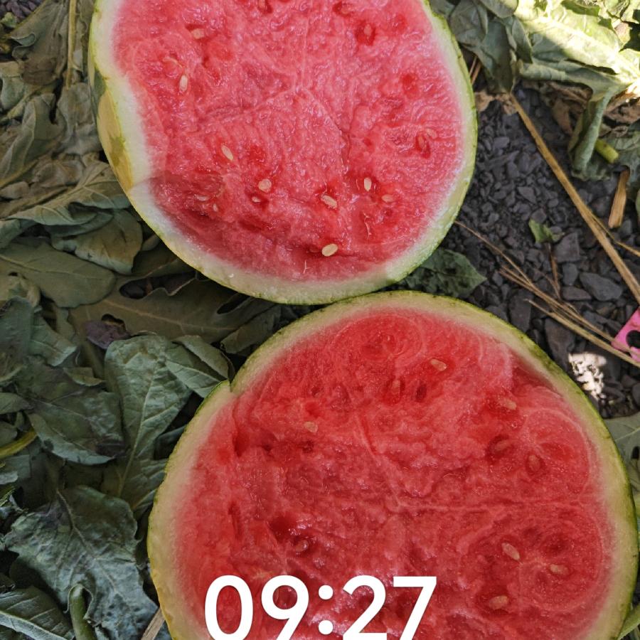 999邹家果业