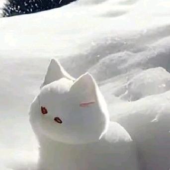 呆呆P