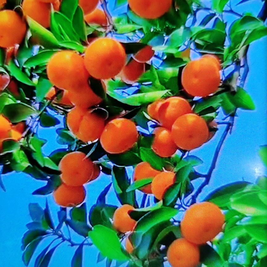 老吴喷浆