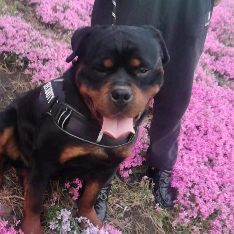 勇鑫犬类养殖场