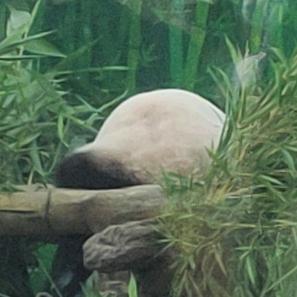 我的偶像塌房了