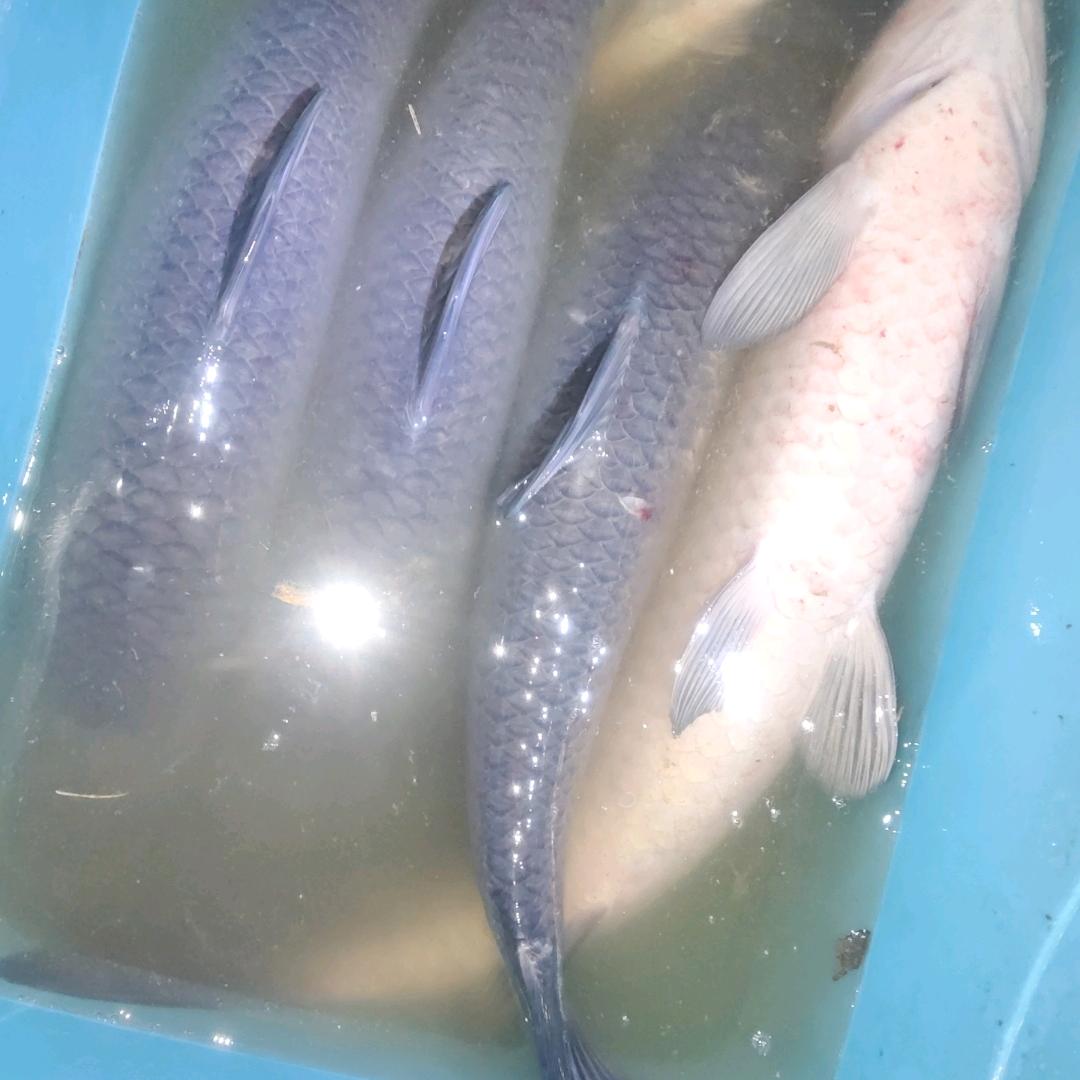 小高《爱🎣鱼》