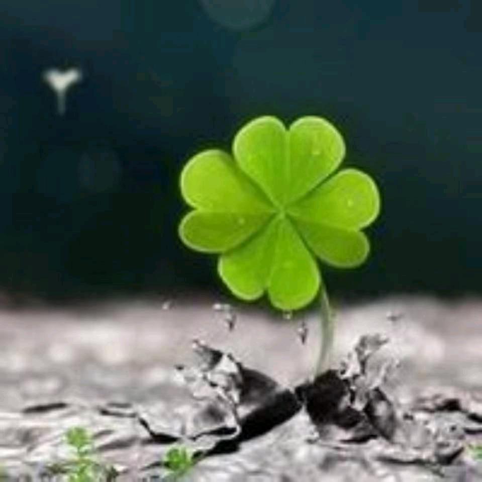 🍀肉嘟嘟🍀