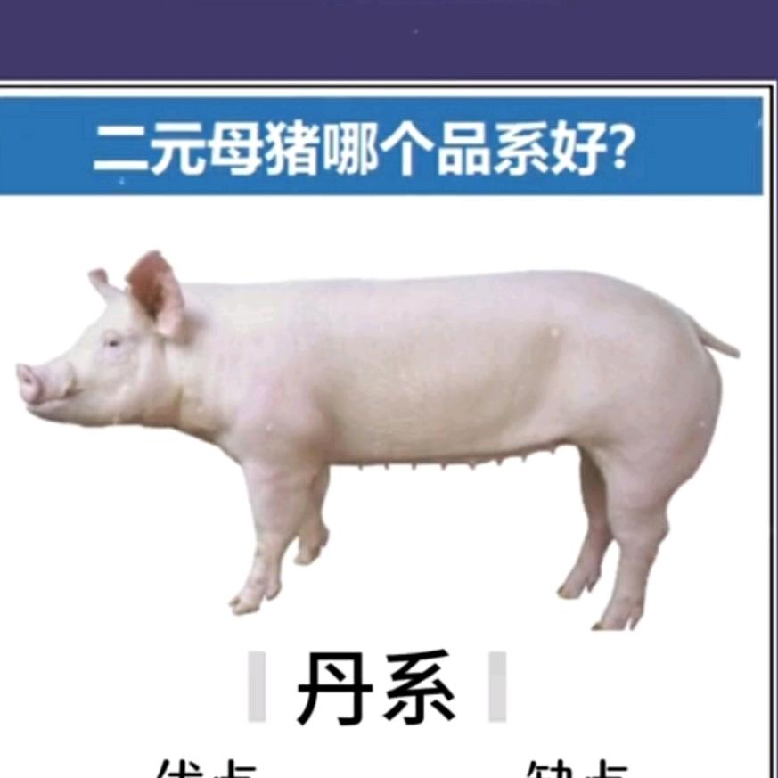 赛诺维生物【小美】