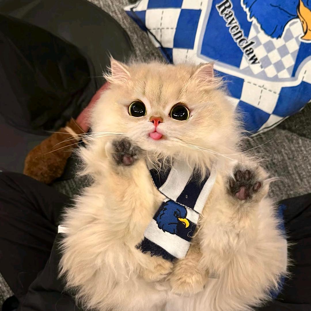 一闪一闪亮星星