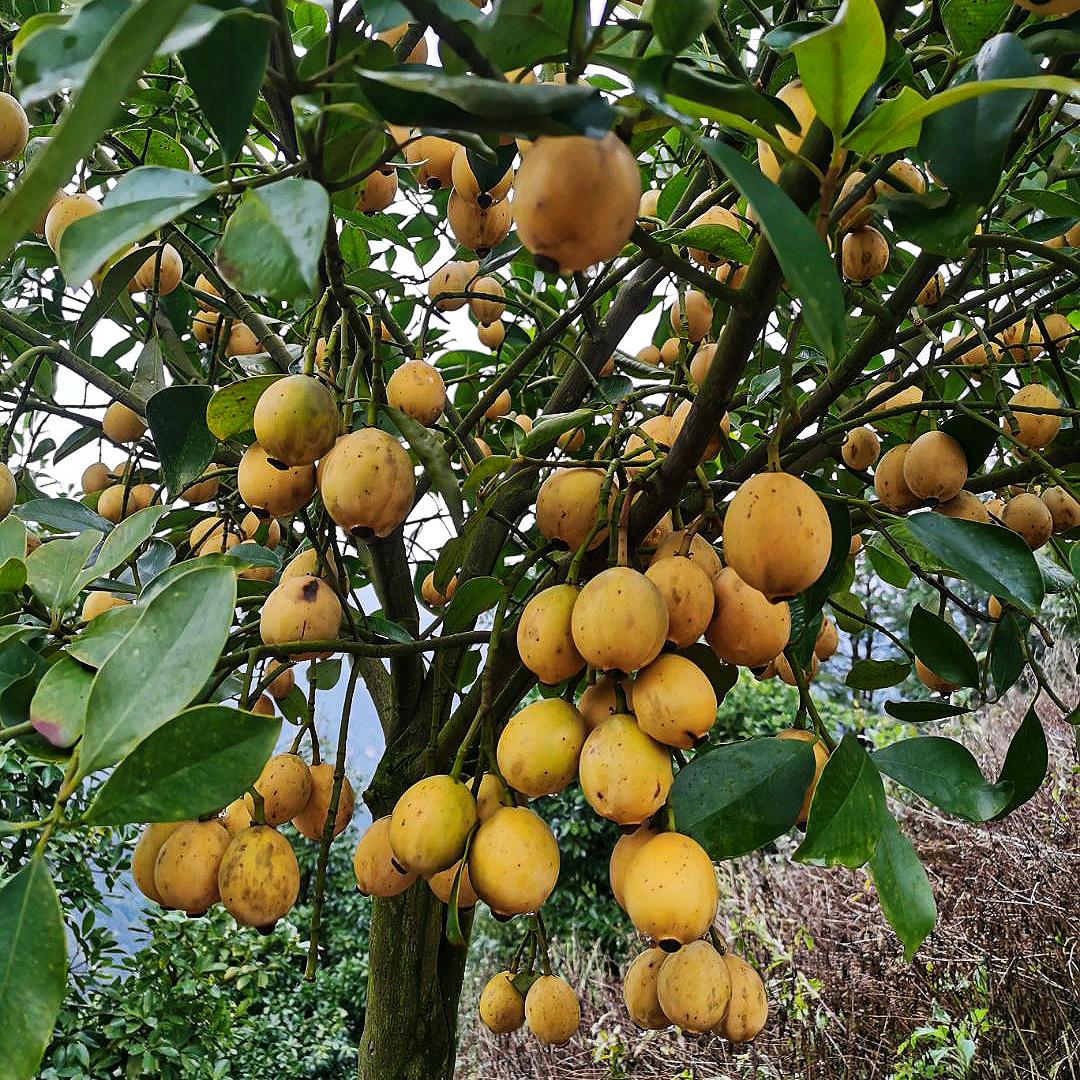锋哥木竹果种植