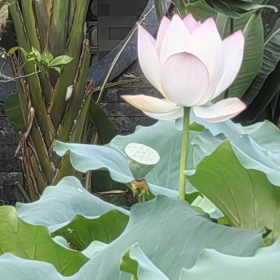 白露