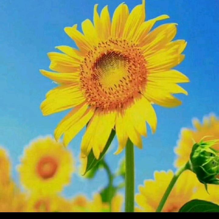 （乡下货郎）👀