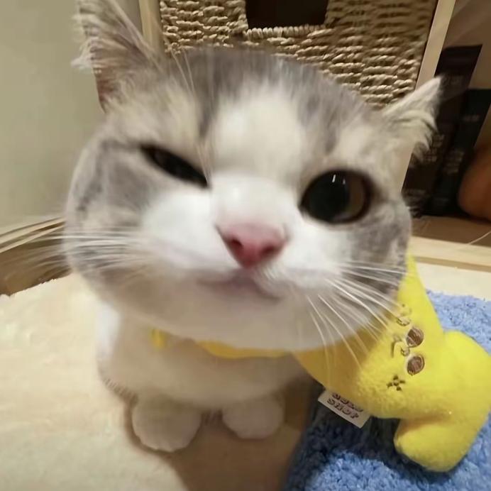 ╰(*´︶`*)╯