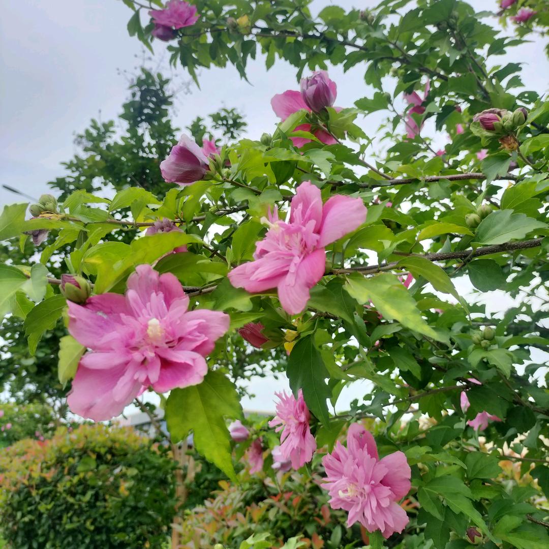 平常心