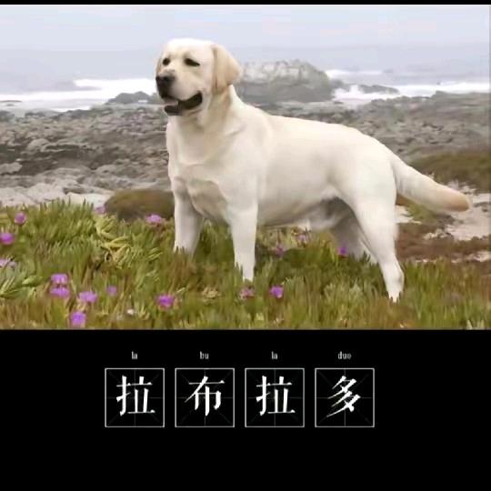 西成小胖哥《西成煤场》