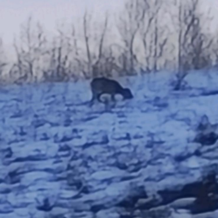 网瘾少年┗|`O′|┛ 嗷~~