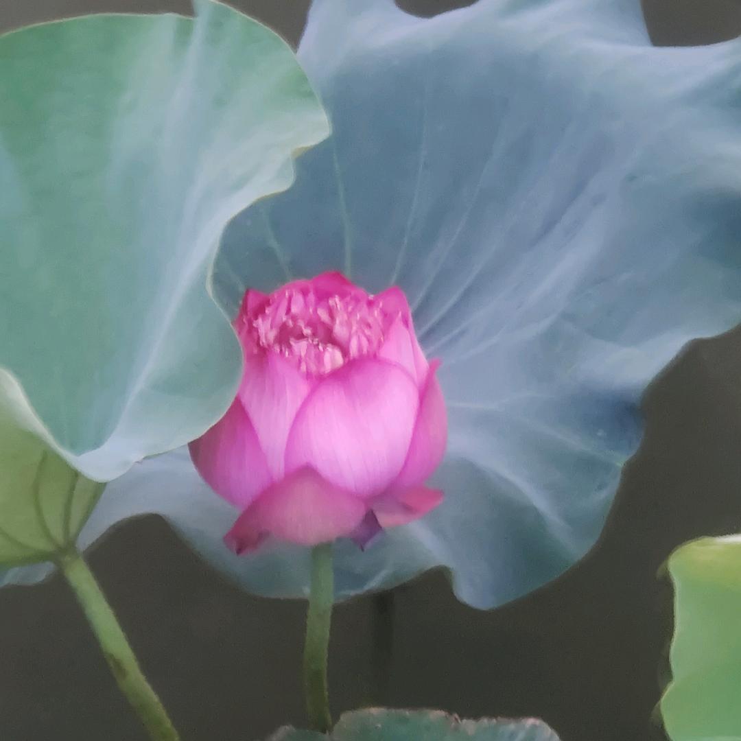 ᭄二哥⁵²º᭄：