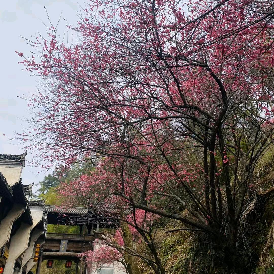 在雄安的安国人