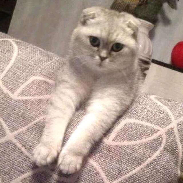 哈密瓜甜