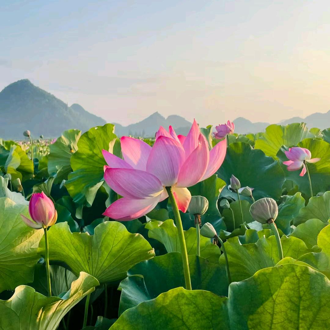 恩呢荷塘月色