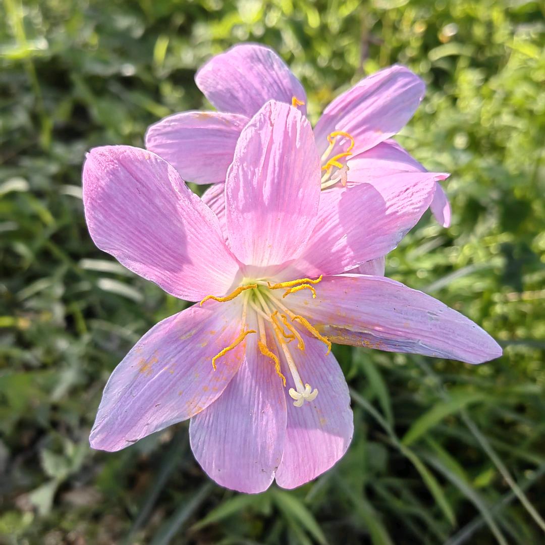 暖阳浅笑ᥫᩣ໌້ᮨ✨