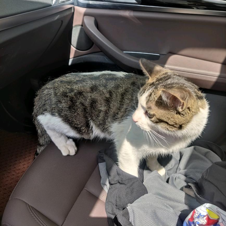 丢丢🐈回来了