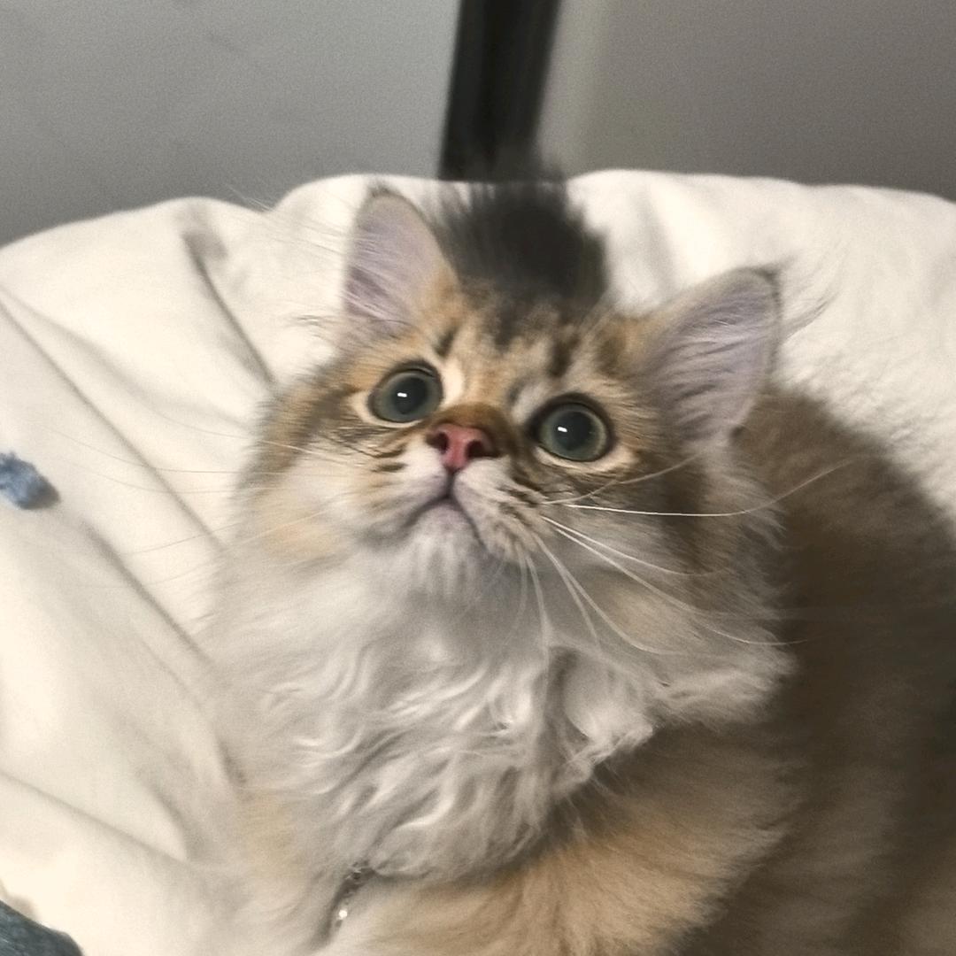 铃兰_