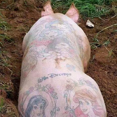 猪🐷老大