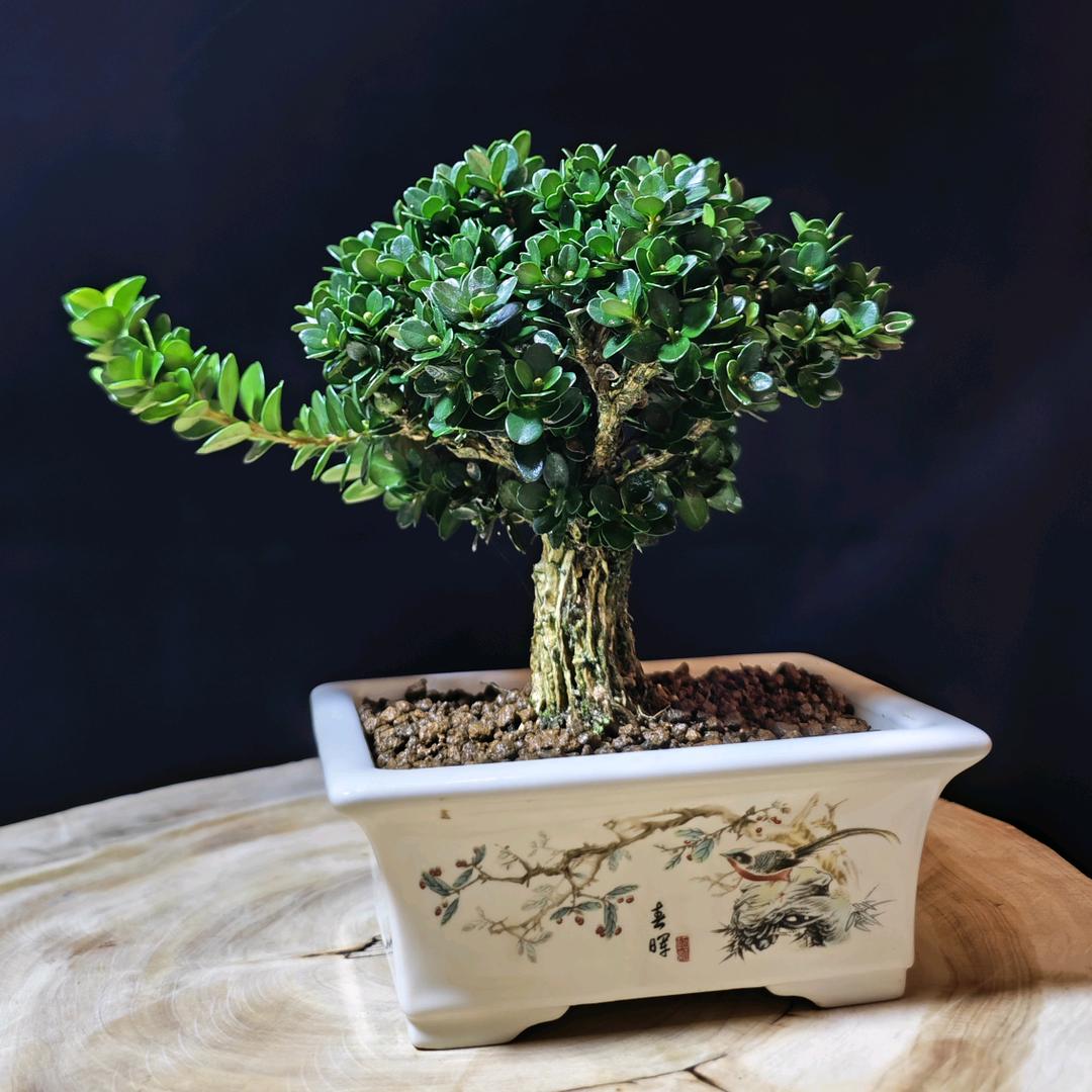 木语云栖