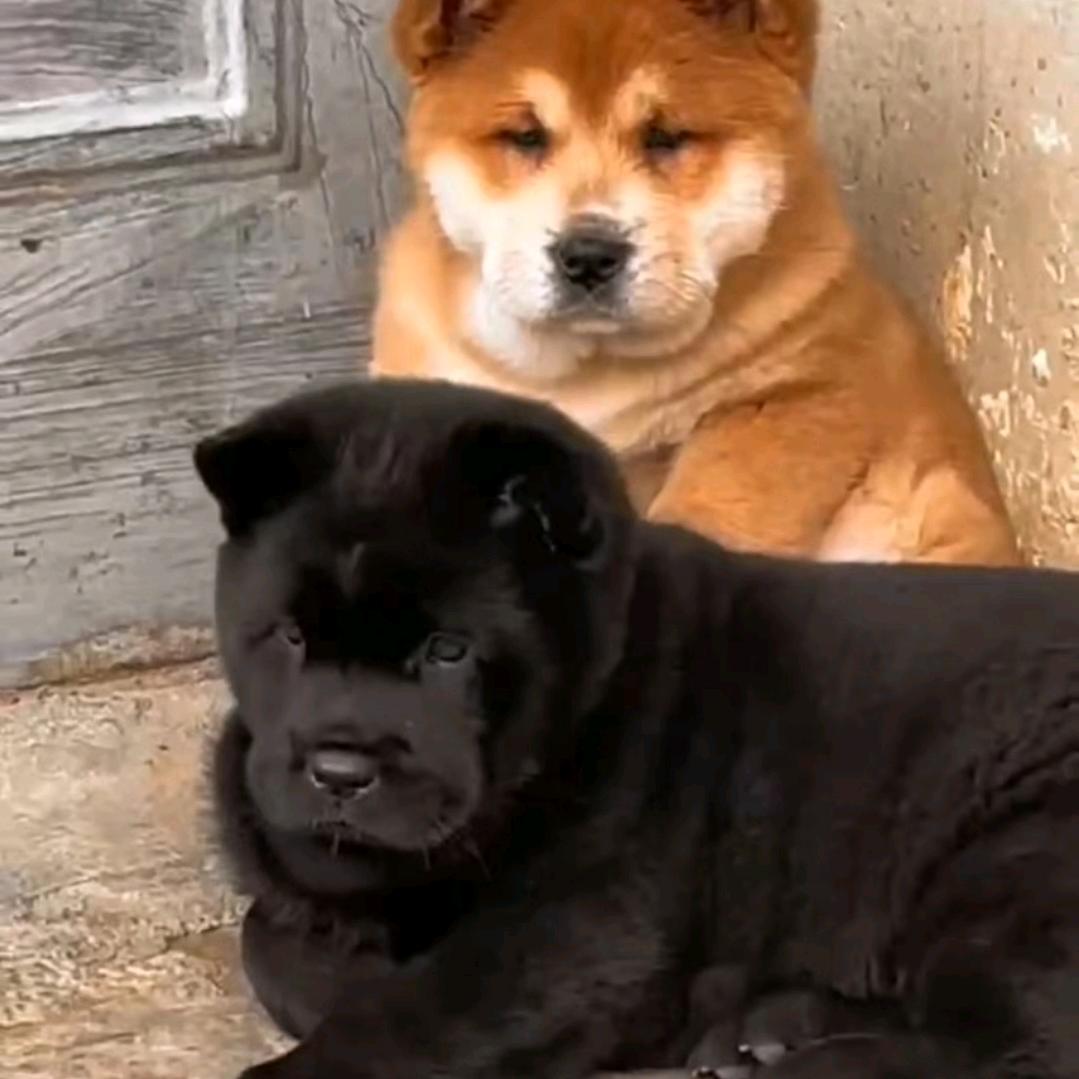 武汉中华田园犬守护者