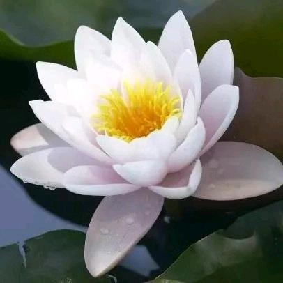 🌹清雅沁月🌻