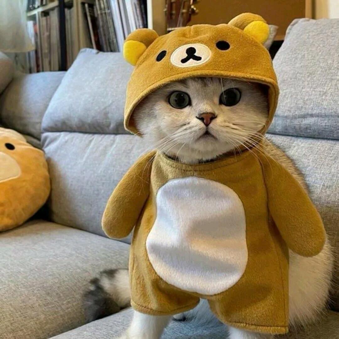 领子与牛子皆失