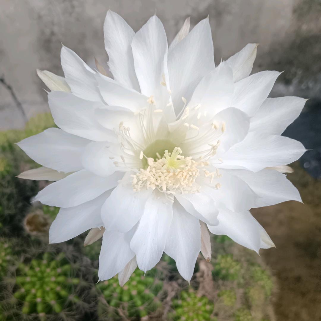 阳光如初