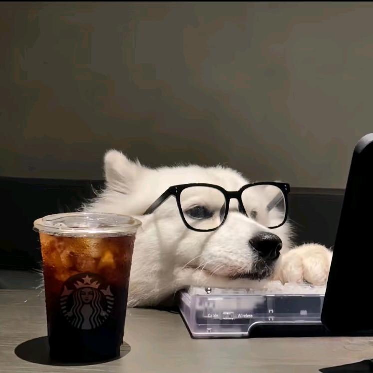 猫白白