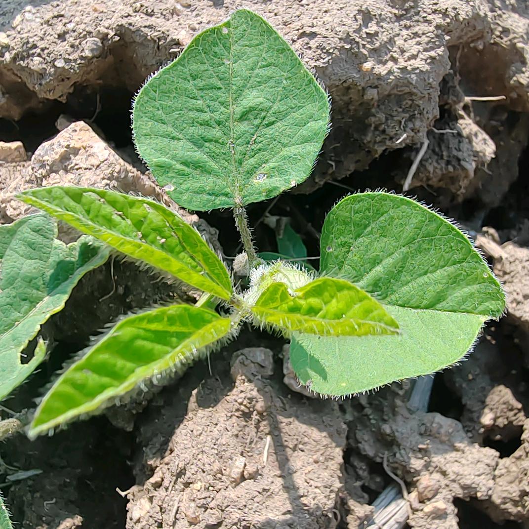 大石头农业于哥