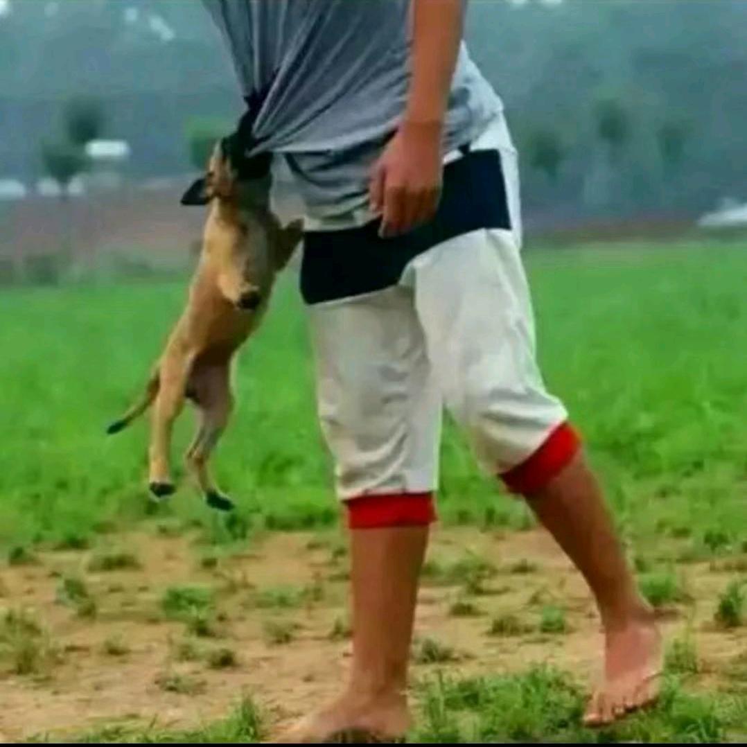 平顶山训犬小顾