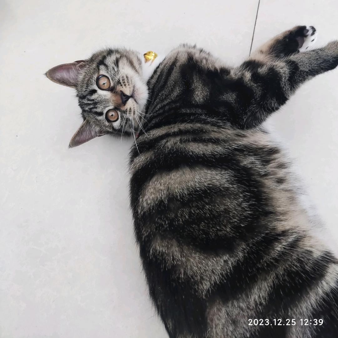 我是饱饱呀🐱