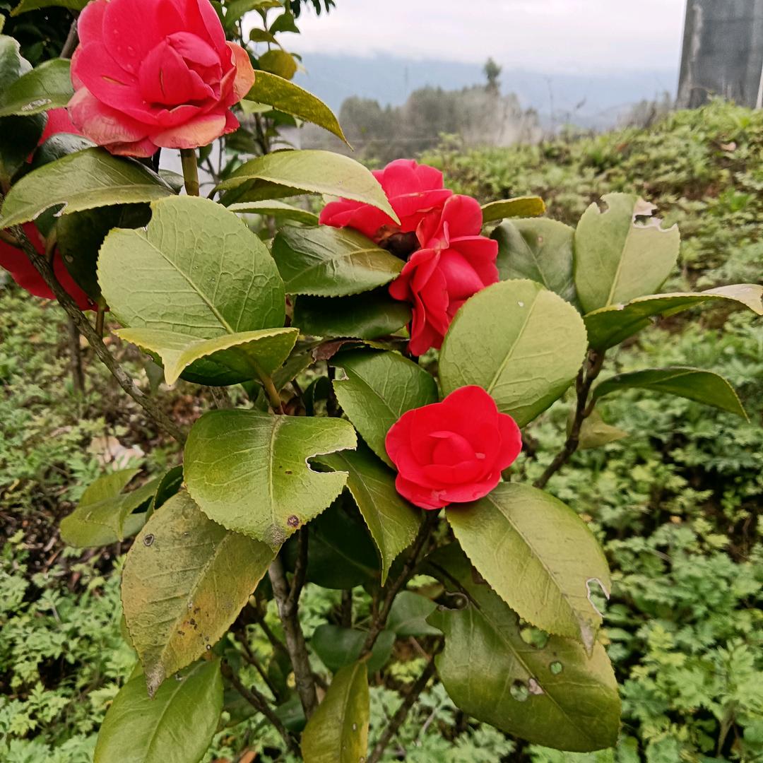 挽辞