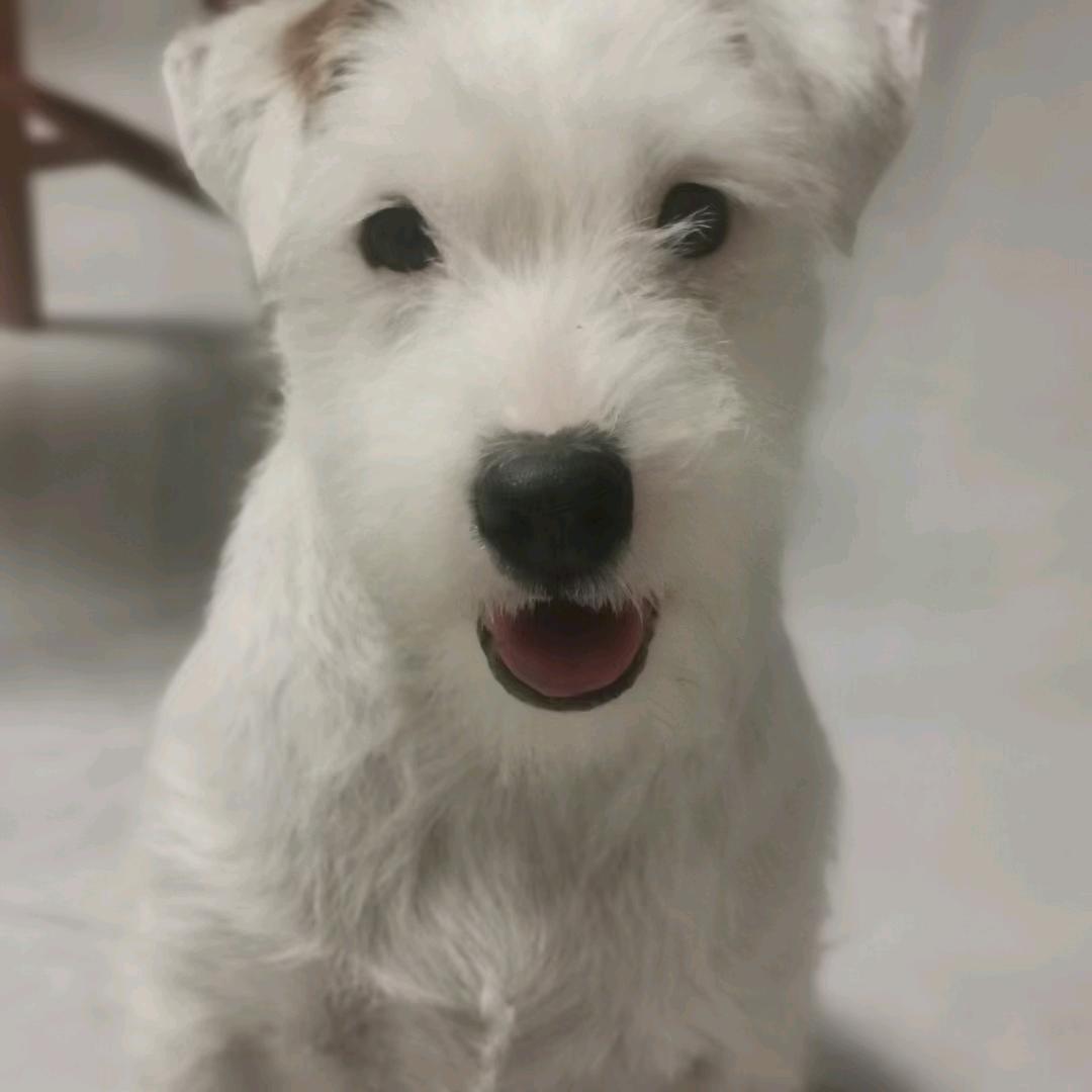 小牧怪乖的