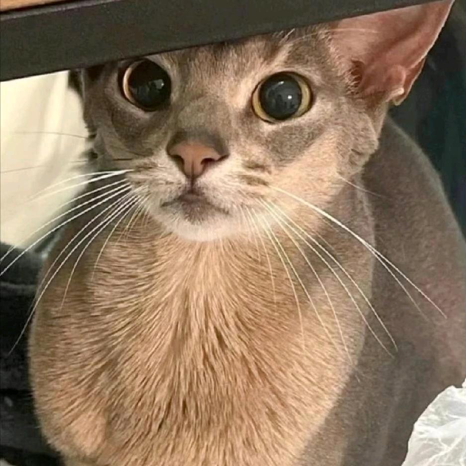 猫柠